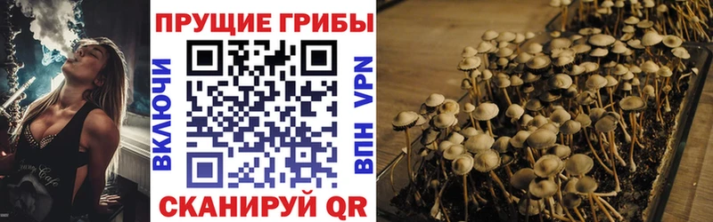 наркотики  Мценск  Галлюциногенные грибы Psilocybine cubensis 